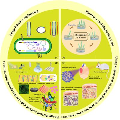 Harnessing filamentous phages for enhanced stroke recovery